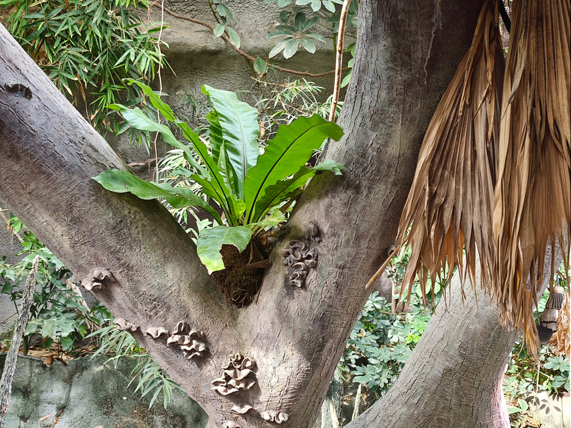 Bird''s nest fern and bracket fungi growing on a tropical tree trunk