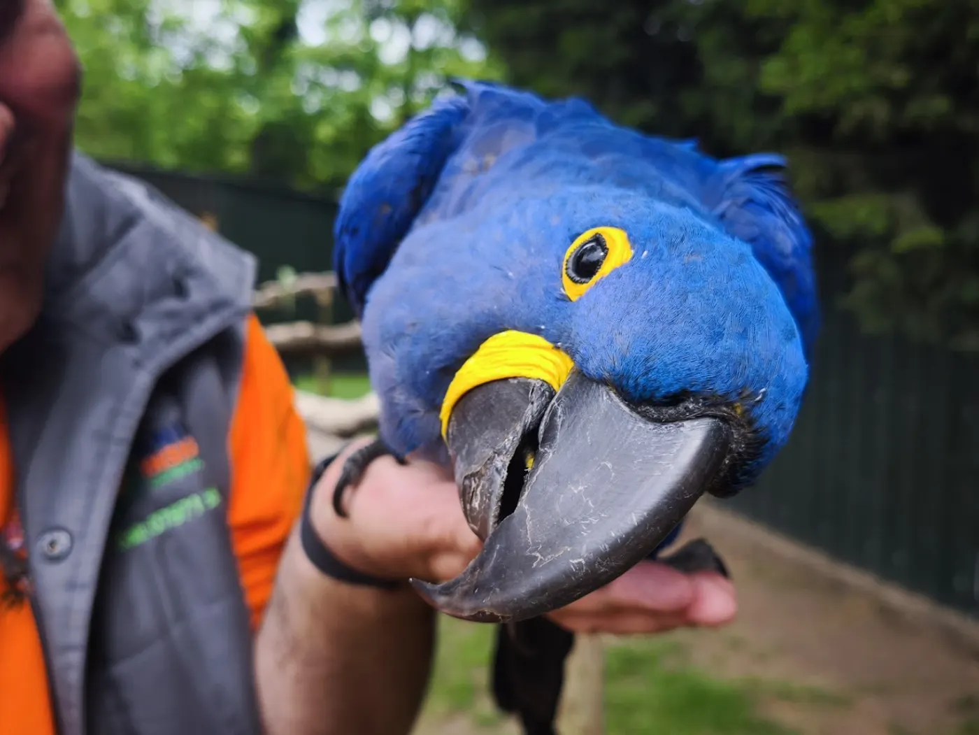 Carl and Hyacinth Macaw