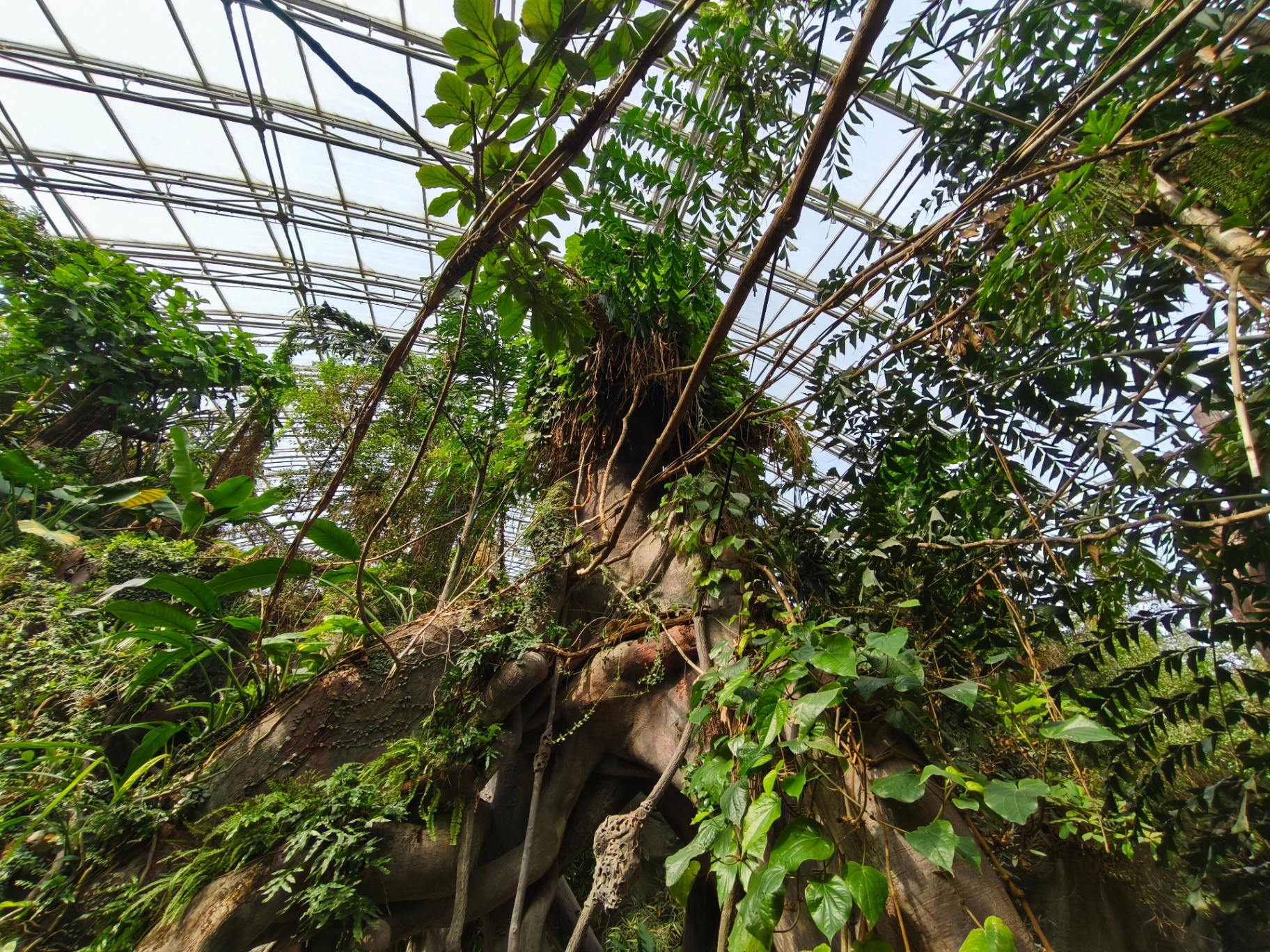 Looking up into a tropical biome canopy beneath a glass roof