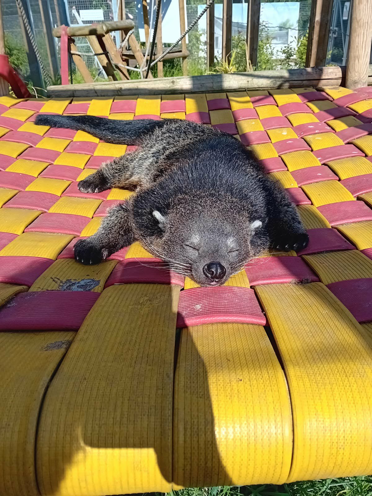 World Binturong Day: Meet the Bearcat
