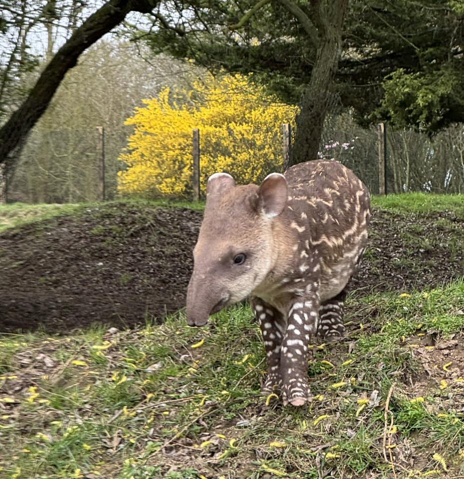 Meet Barney: Linton Zoo's Newest Tapir Calf