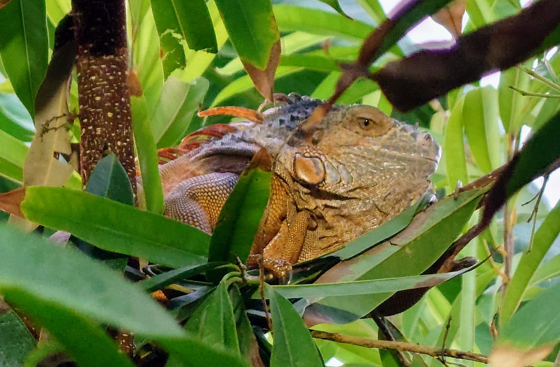 Green iguana resting in the canopy