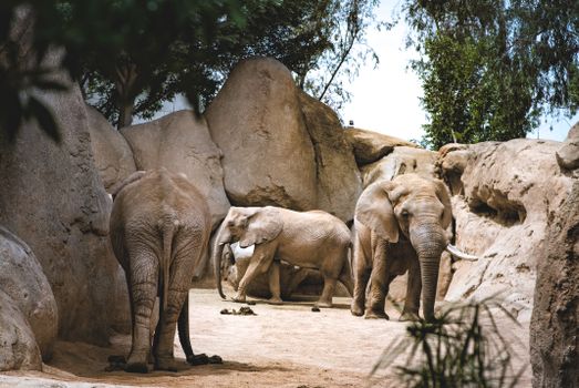 Elephants in a zoo habitat