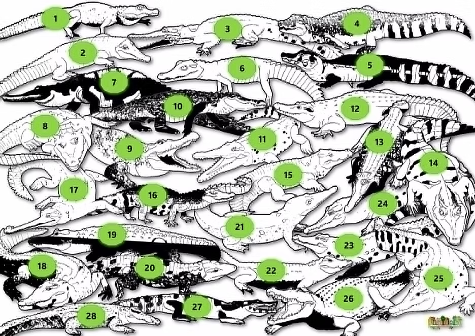 Black and white numbered identification key matching each crocodilian outline to the species list