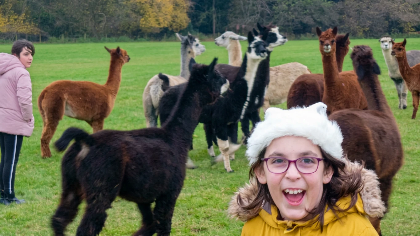 Family Support With Alpacas