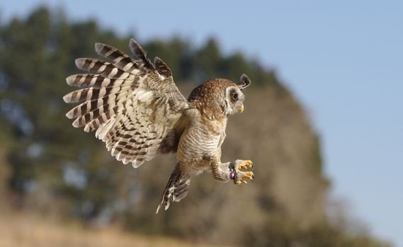 Owl in flight