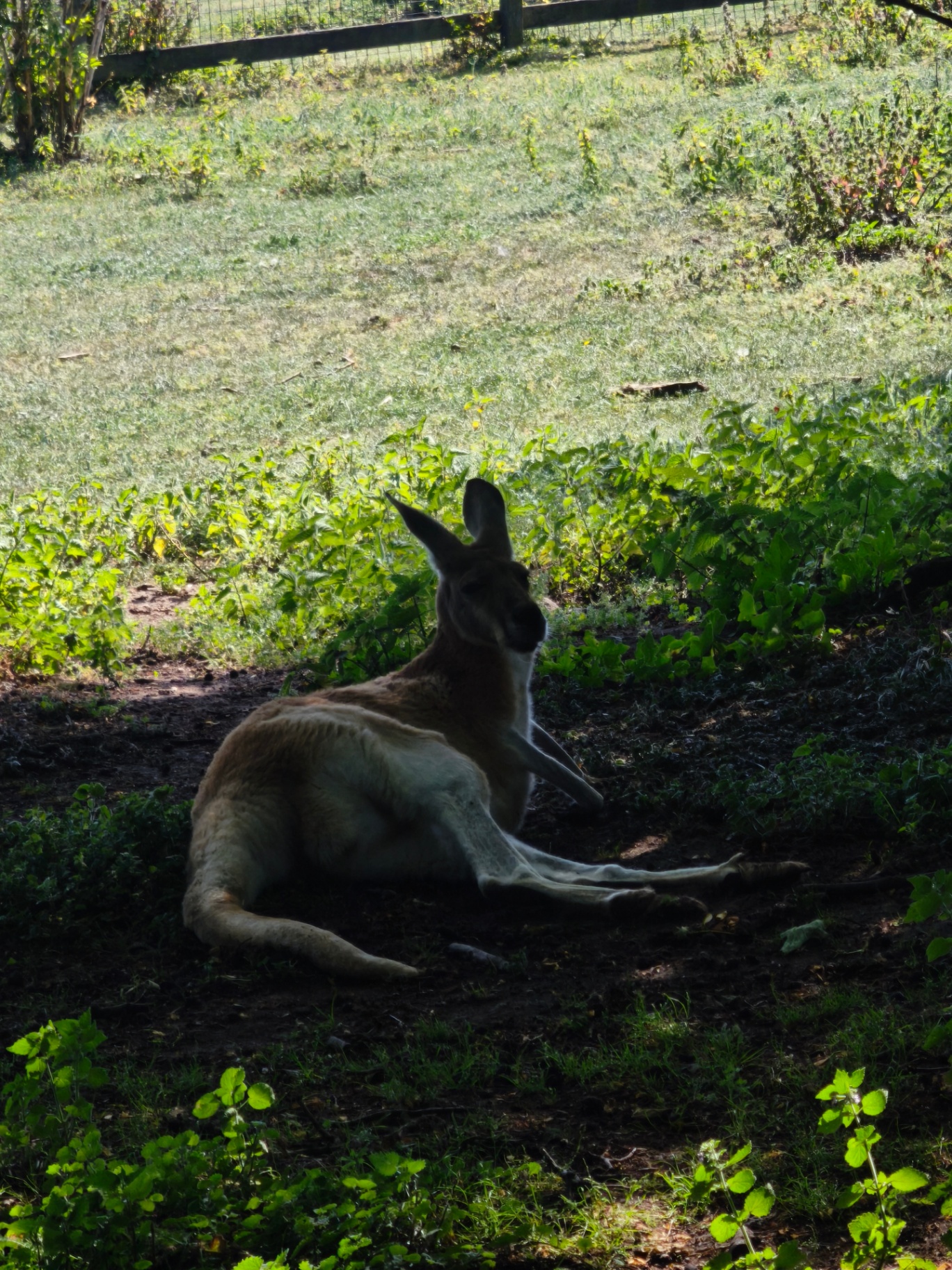 Red kangaroo resting in deep shade beneath foliage on a hot afternoon