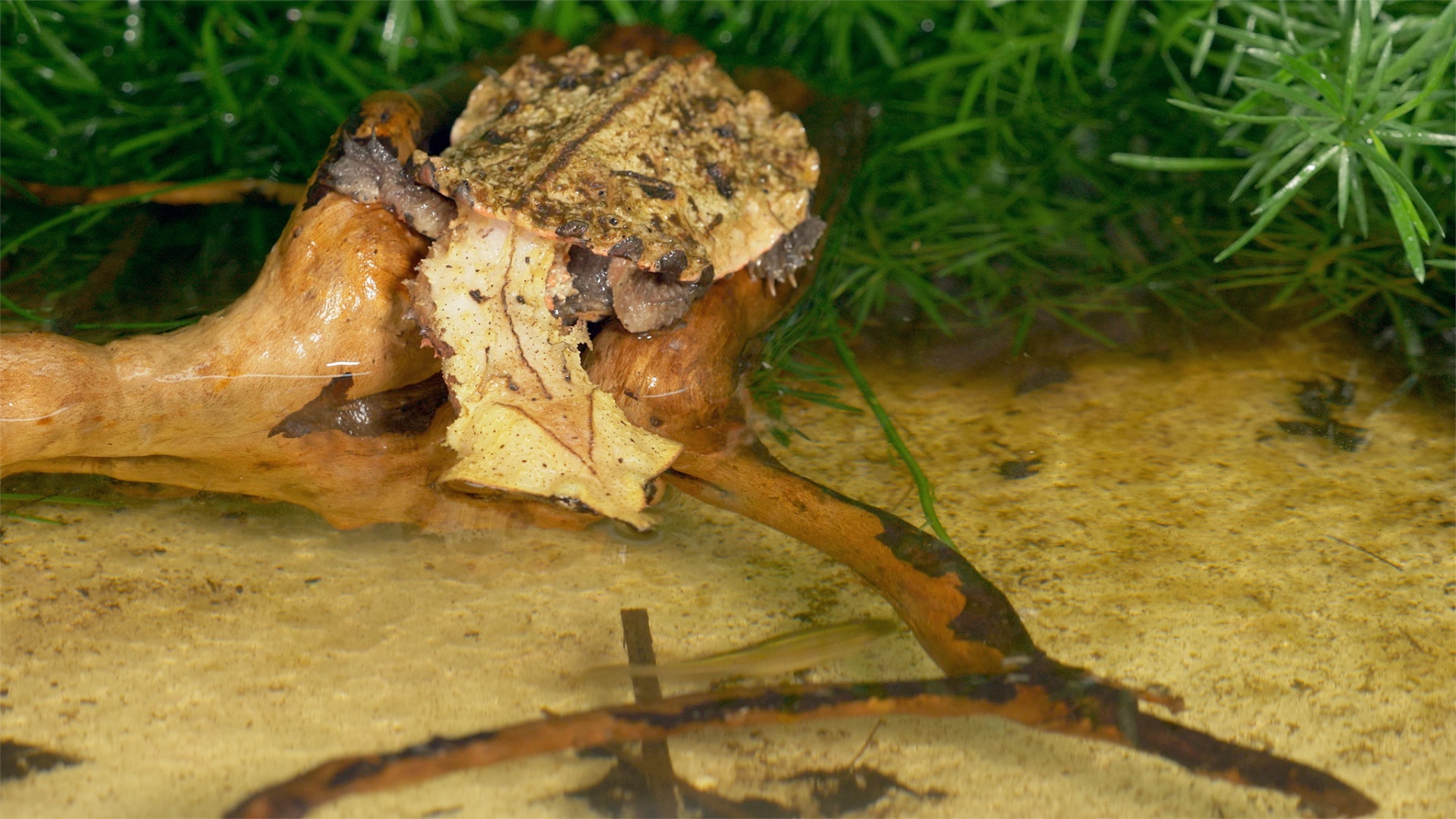 Mata mata turtle camouflaged in shallow water